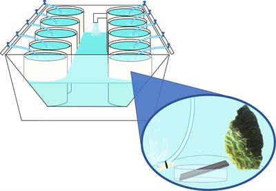 Biofilms as potential reservoirs of stony coral tissue loss disease